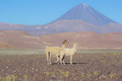 TREKKING NEL DESERTO DI ATACAMA 2015